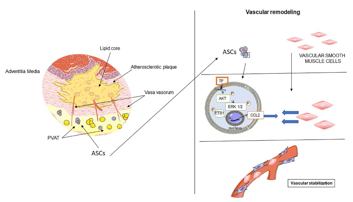 Coronary perivascular adipose tissue – impact on atherosclerosis through tissue factor. link.springer.com/article/10.100…