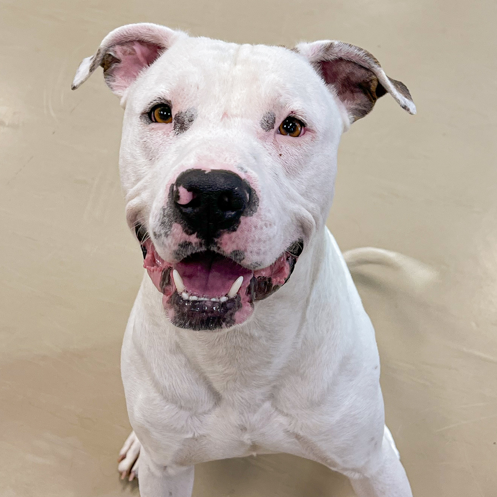 AWESOME DOG ALERT: Sosa is a happy, playful boy looking for a home where he can stay active and have some fun! He loves walks, squeaky toys and lots of attention. Interested in adopting Sosa? Come meet him at ARL Main! Learn more about Sosa at ow.ly/Sa0A50QK7Va.