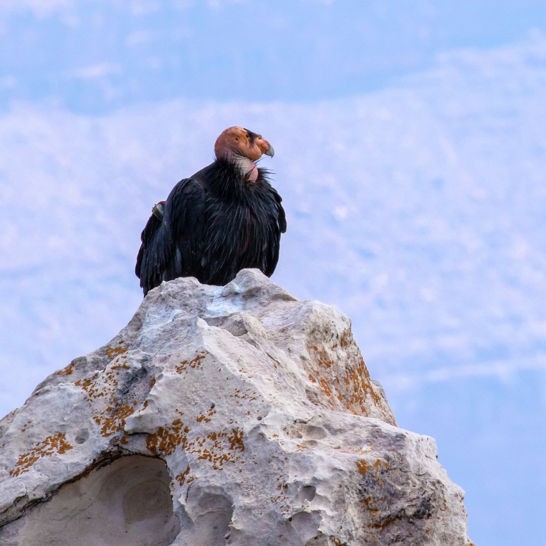 What's our Bird of the Month? The California Condor is one of the worlds largest raptor species, stretching up to 9ft 10 in wingspan!! What a fantastic bird! Check out Birda's Species Guide for more information - app.birda.org/species-guide/… #condor #birdofthemonth #birda