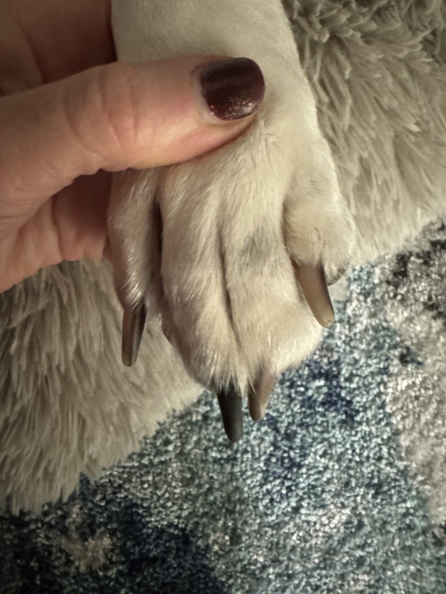 CosmicJane1's tweet photo. Spa day for Colbert’s nails. What should we do a French manicure? Should we do gel or shellac or some tips 💅? 🤣😂👏 #doggrooming #nails #loldogs https://t.co/ddiQ51MMiB