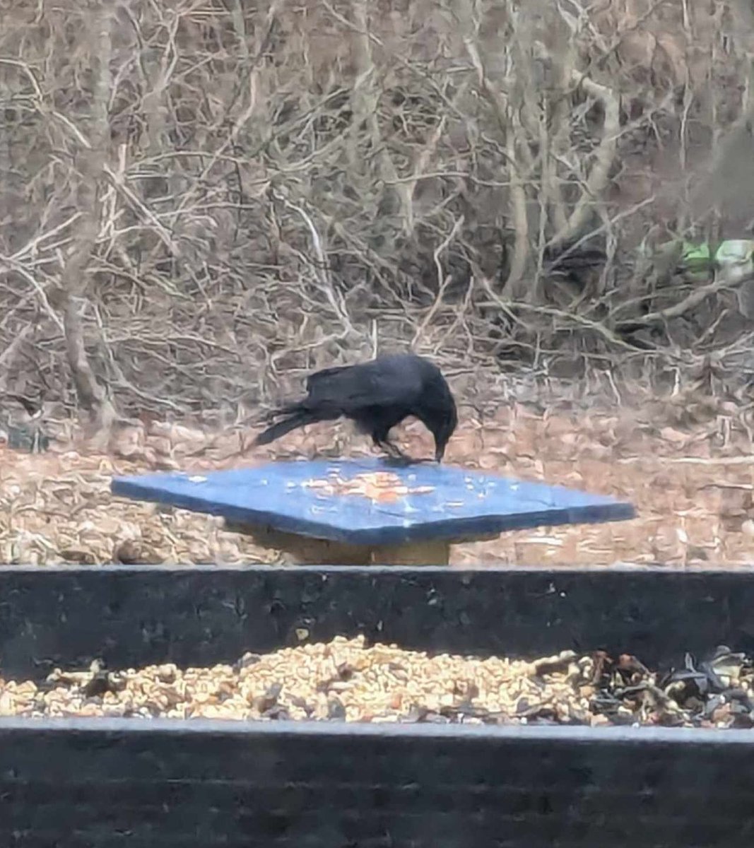 flitephoto's tweet photo. Almost six months into our new home, but we have achieved our goal of crow-friend! https://t.co/j9fT4OLKlb
