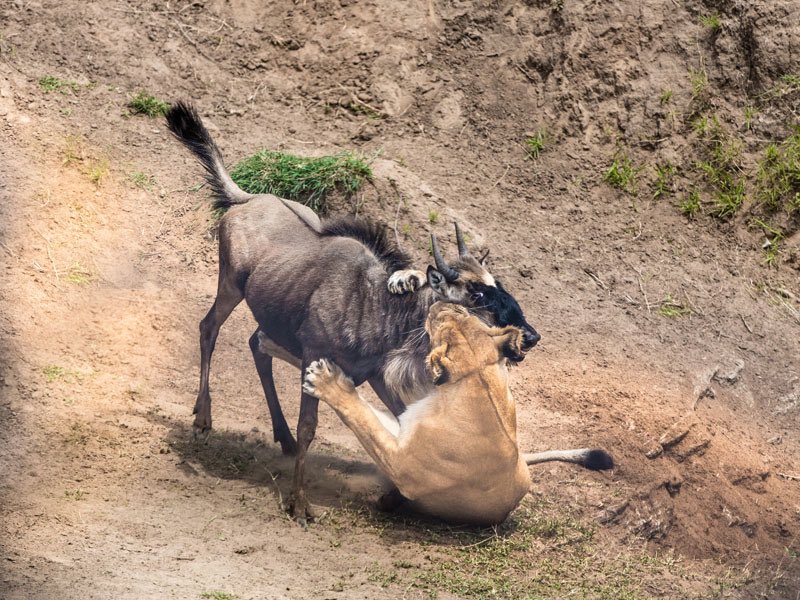 African Wildlife Expedition 
#opensea #africanwildlife #wildlifephoto #TwitterNatureCommunity