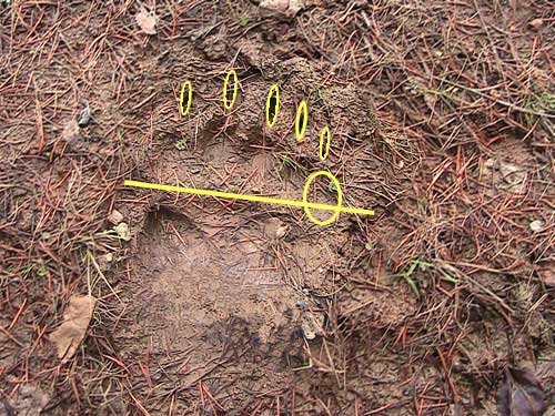 Front Track - Bear Identification Program idfg.idaho.gov/hunt/bear-exam… Grizzly bear and American black bear: