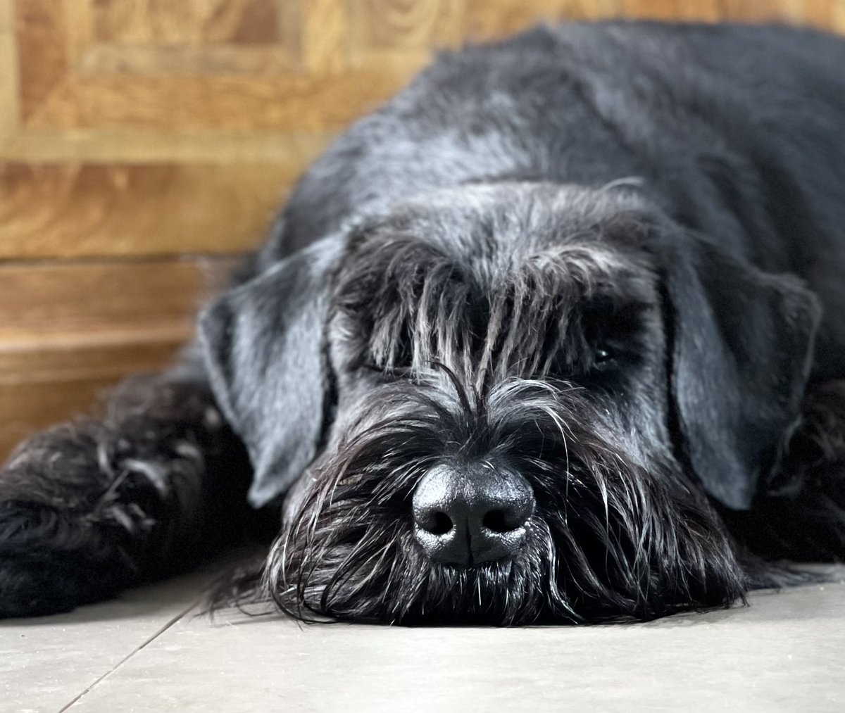 She’s here 🐶 Her Mother doesn’t seem so keen… 😁 Meet Libby #Dog #Puppy