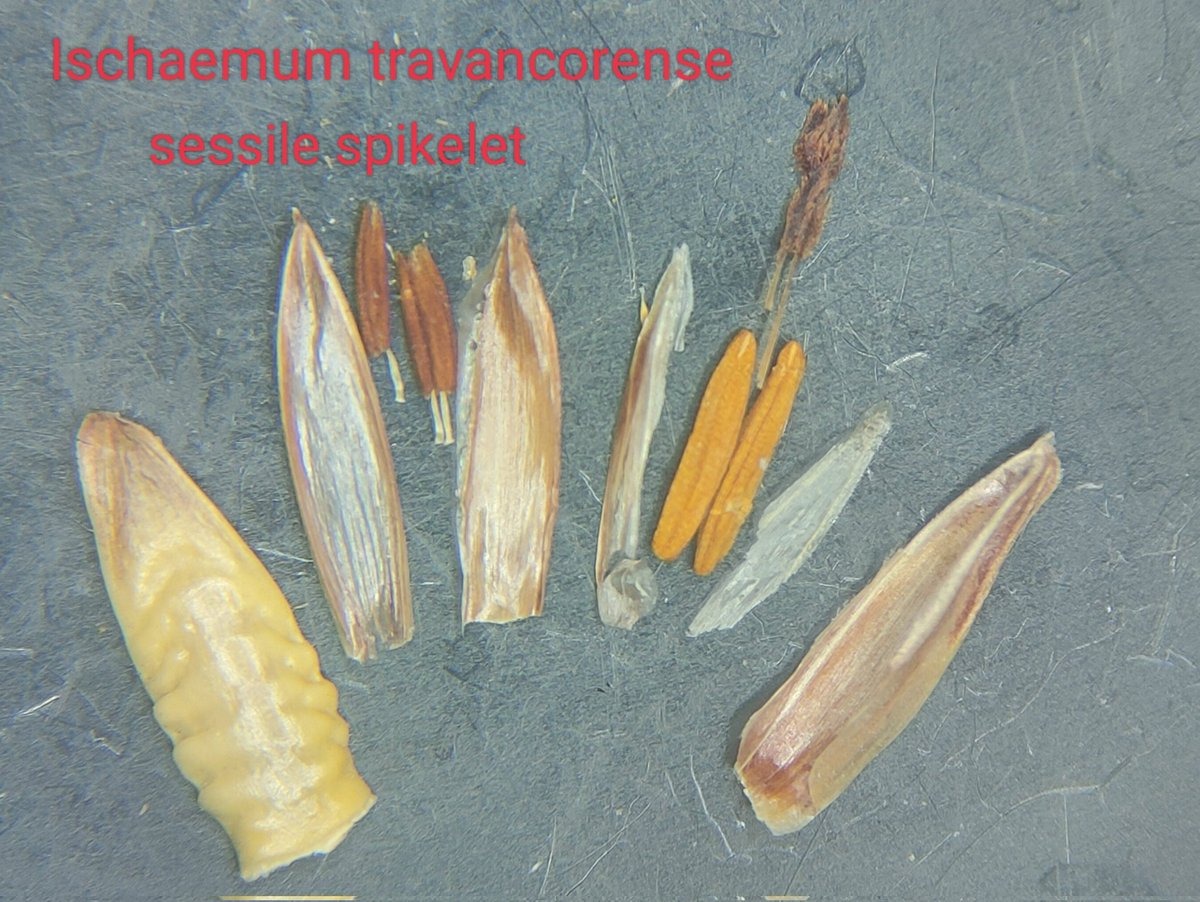 #Dissection of sessile spikelet of #Ischaemum travancorense
#poaceae #grasses #kerala #travancore