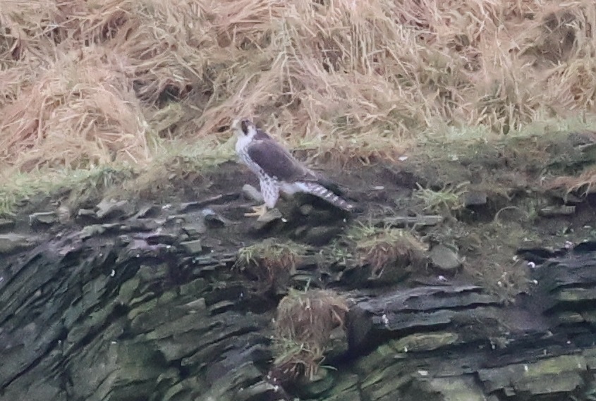 This huge brown Peregrine (pale naped) was chasing Pink-footed Geese near Reiss this afternoon. Wonder if its possibly from the tundra? Unlikely to have hatched locally. #CaithnessBirds