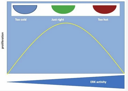 Our view of ERK #signalling and proliferation, there is a sweet spot, A Goldilocks effect. Too low: cells do not grow, too high: cells undergo #senescence. See doi.org/10.3390/cancer… for details