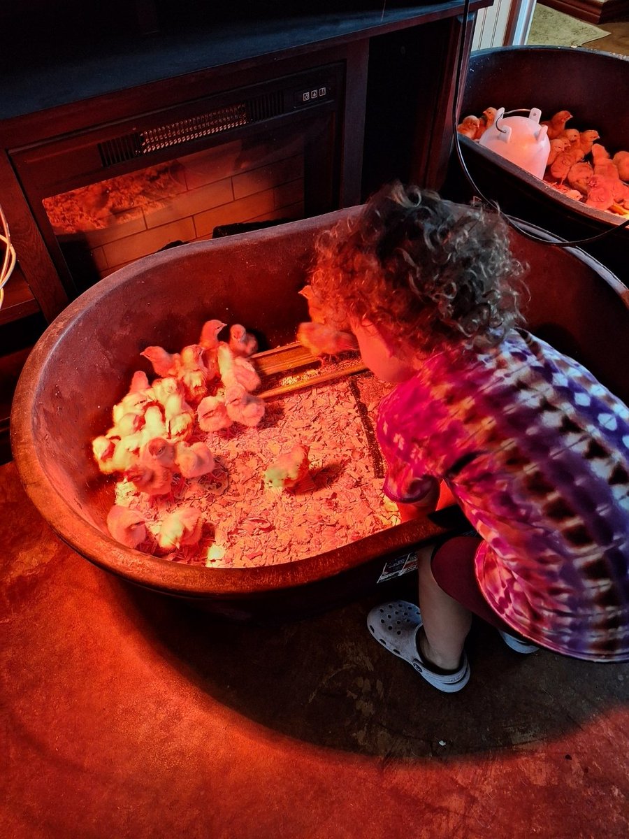 There's nothing like having some Littles on the farm. 🥰🦆✨️
#SaturdayVibes #SaturdayVibes #chicken #ducks #farmtour #farmlife #educatetheyouth #futurefarmers #aww #love