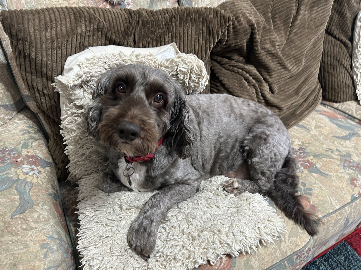 JChapmanesq's tweet photo. Why is it... that every frustration, every self doubt, every negative thought melts away... when you're petting a dog?
#Scrumpy https://t.co/ubEgzW4Blj