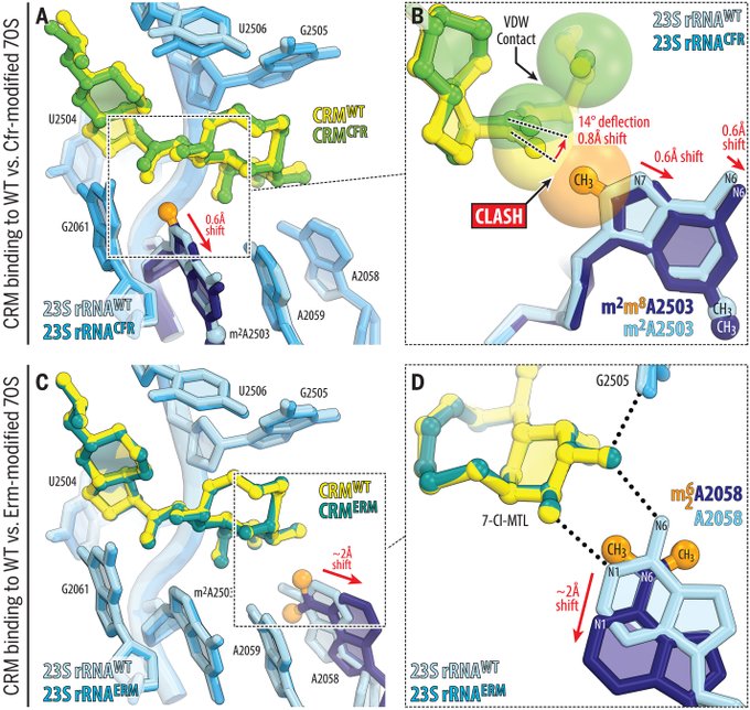 Un nouvel antibiotique synthétique efficace contre les bactéries résistantes aux anti-microbiens
La crésomycine, tue de nombreuses souches de bactéries résistantes aux médicaments, notamment Staphylococcus aureus et Pseudomonas aeruginosa .
news-medical.net/news/20240215/…