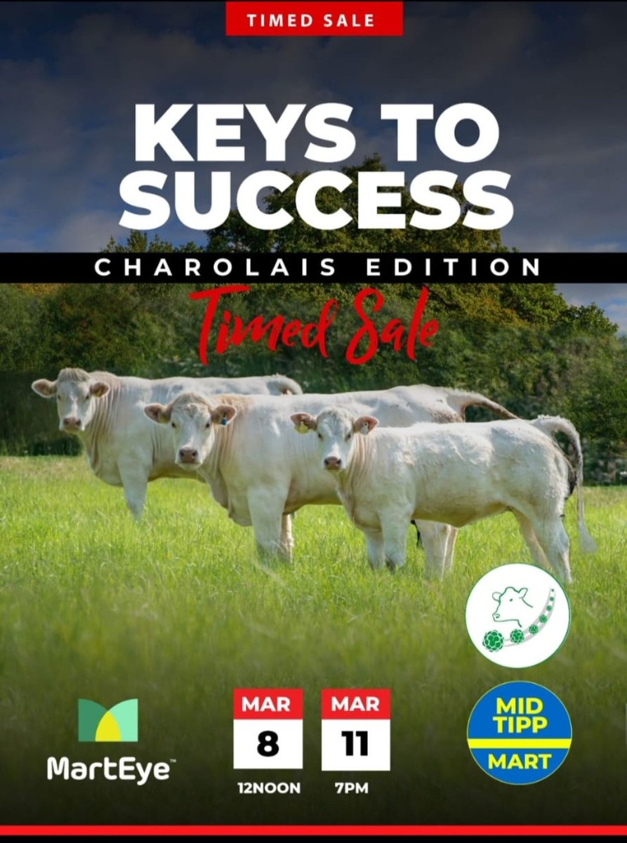 dairemarkham's tweet image. Top Charolais genetics available!! @marteye1 @irishcharolais #embryotransfer #charolais