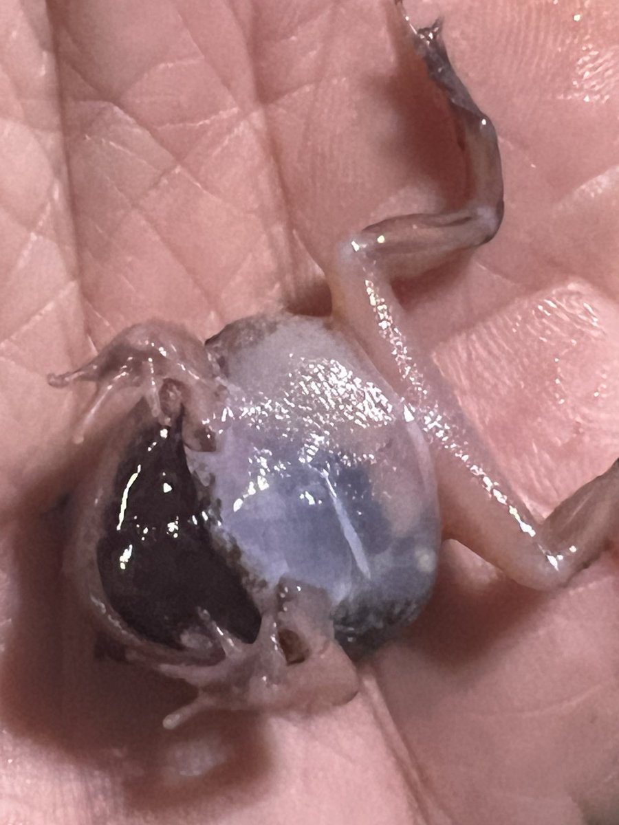 Melano_Wu's tweet photo. Suriname Horned Frog
#Mutations https://t.co/AdWb3NCYHC