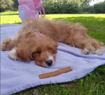 POSSIBLY STOLEN. Her family are desperately missing her. No reported SIGHTINGS or FOUND reports😢

🆘18 FEB 2024 #Lost PEACH #ScanMe #STOLEN? YOUNG Apricot & White Cockerpoo Female
Cunliffe Close #Palacefields #Runcorn nr #Halton #WA7 #Cheshire #Merseyside doglost.co.uk/dog-blog.php?d…