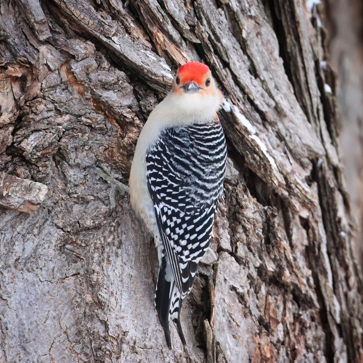 Hello there!
#hello #hellothere #birdlife #redbelliedwoodpeckers #redbelliedwoodpecker #woodpeckers #woodpecker #ohiobirdworld #ohio #ohiobackyardbirding #ohiobirds #ohiobirdlovers #birdlovers #birdwatchers_daily #birdplanet #birdwatching