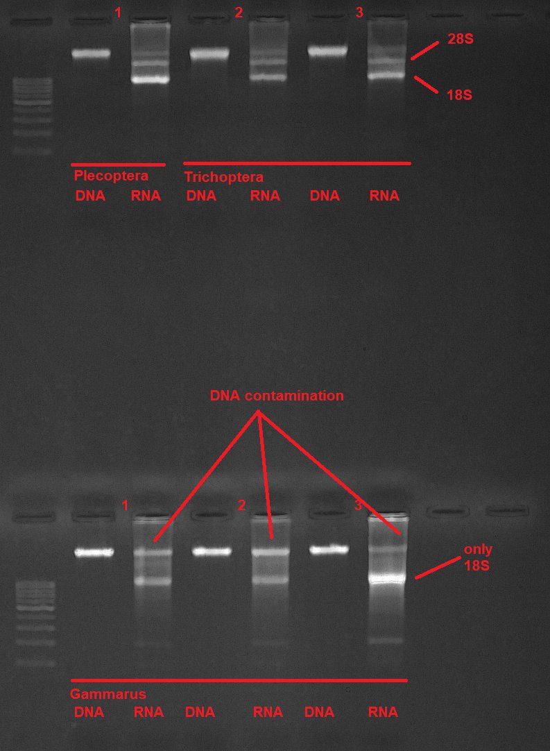 Skip the expensive kits for RNA extraction! 🧬 Our newly published protocol enables simultaneous extraction of DNA and RNA from animal tissues with silica spin-columns and no need for a fume hood <a href="/protocolsIO/">protocols.io</a>. #DIY #RNA
tinyurl.com/RNA-extraction
