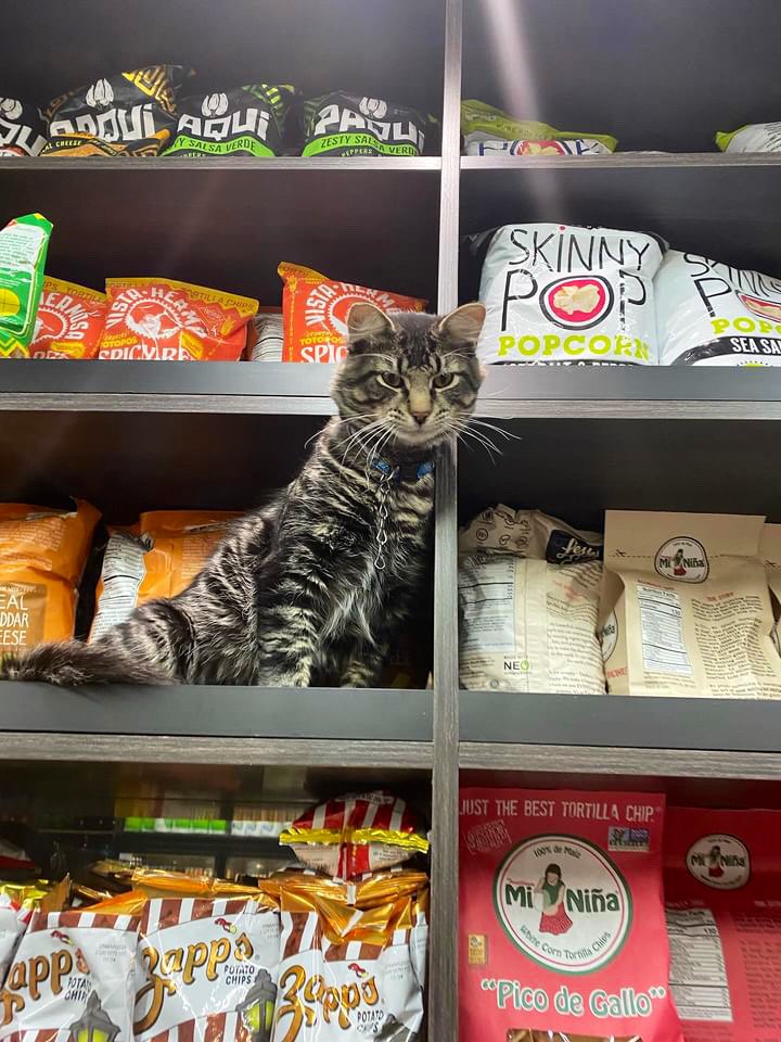 Bodega Cats tweet media