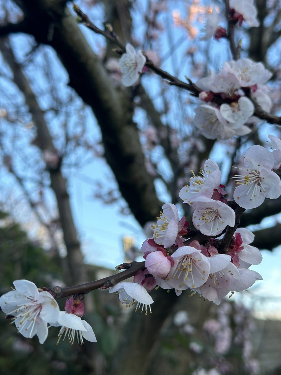 Our #farm enjoys an abundance of fruit trees/bushes with #apricot a firm favourite. Show us your #blossom 🌸🌸 @ProjectOrchard @AbundanceLondon @RHSBloom @Team4Nature @LondonNPC @Riverford @OfKentish @HeeledGardener