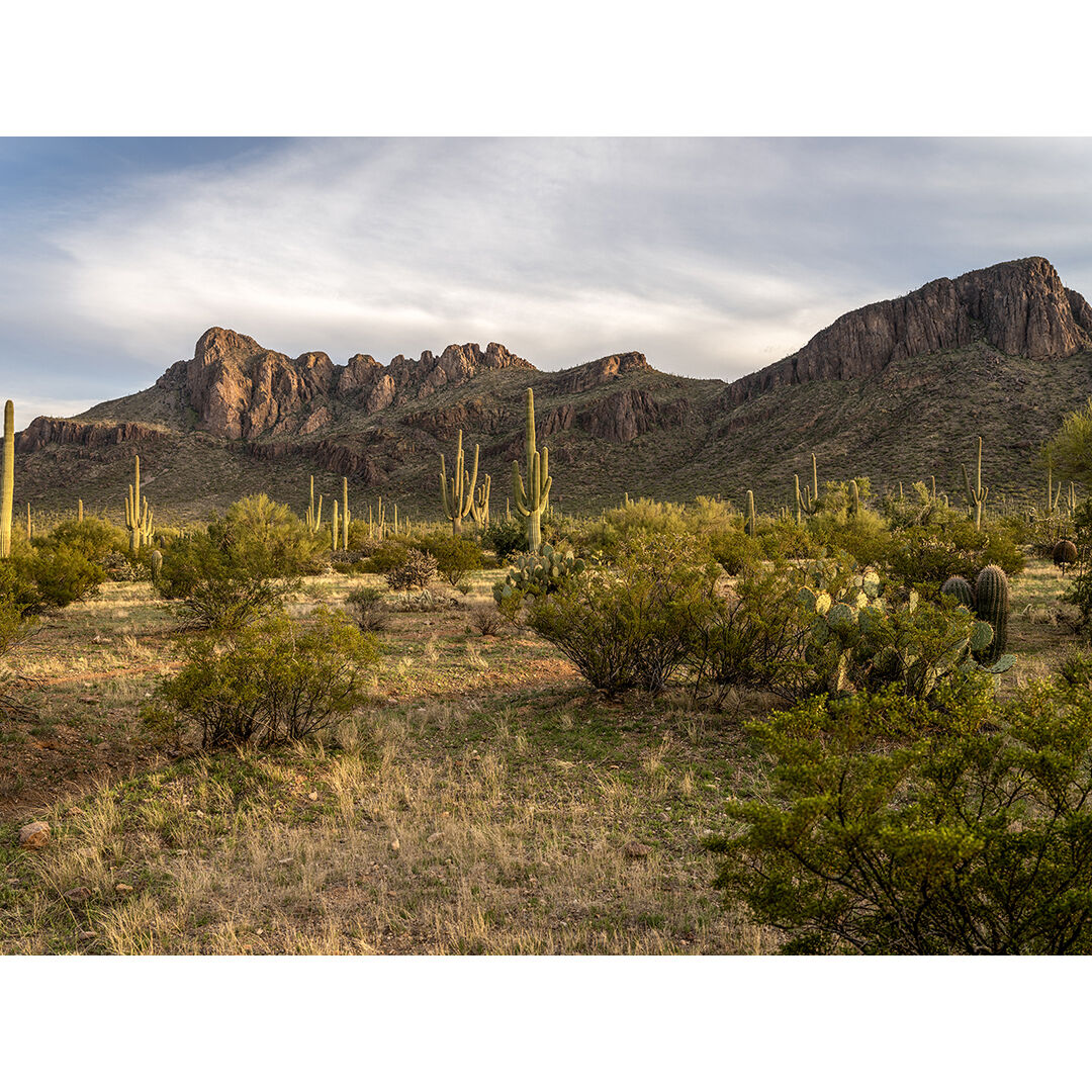 I waited until the brilliant and bright afternoon light mellowed into the golden tones of early evening before taking this photograph. Watching as the light shifted around the barrels of the Saguaro cacti as the sun moved through the sky.

This photograph is from the Saguaro Nati