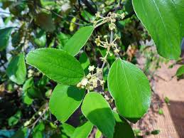 Sarov dan rus porno filmlar Qanday qilib men erimga emizishni orgatganman