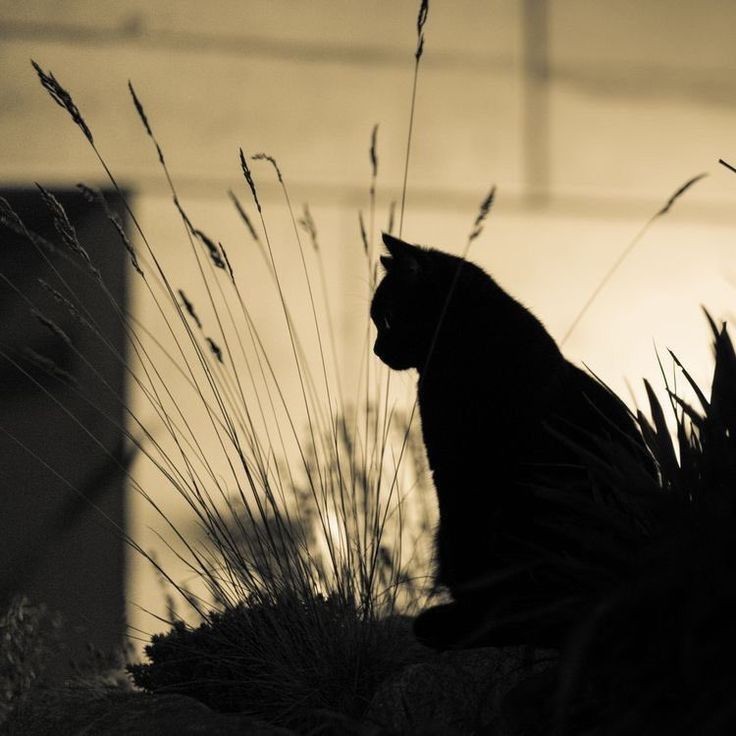 "Quando uno vive solo non sa nemmeno più che cosa sia raccontare: 
il verosimile scompare insieme con gli amici.”

(Jean-Paul Sartre)

(📷 web)