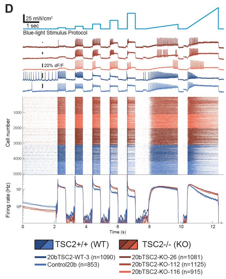 Voltage imaging + Optogenetic stim in > 7 million individual hiPSC-derived neurons, to screen 30k compounds in a model of TSC2.  @QuiverBio