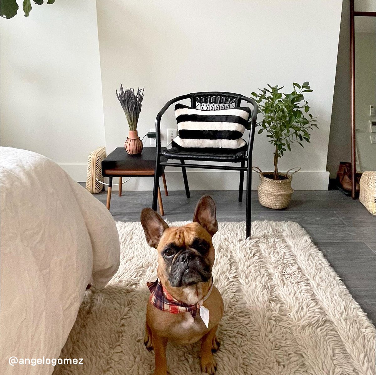 yamazakihome's tweet image. Create the perfect little bedroom nook to contemplate or read with our little side table. 📚

PLAIN Storage Table - Short 
Photo by: @angelogomez 

#yamazakihome #storagetable #midcenturymodern #dogsofinstagram #sidetable #modernhome #smallspacesolutions #stylishstorage