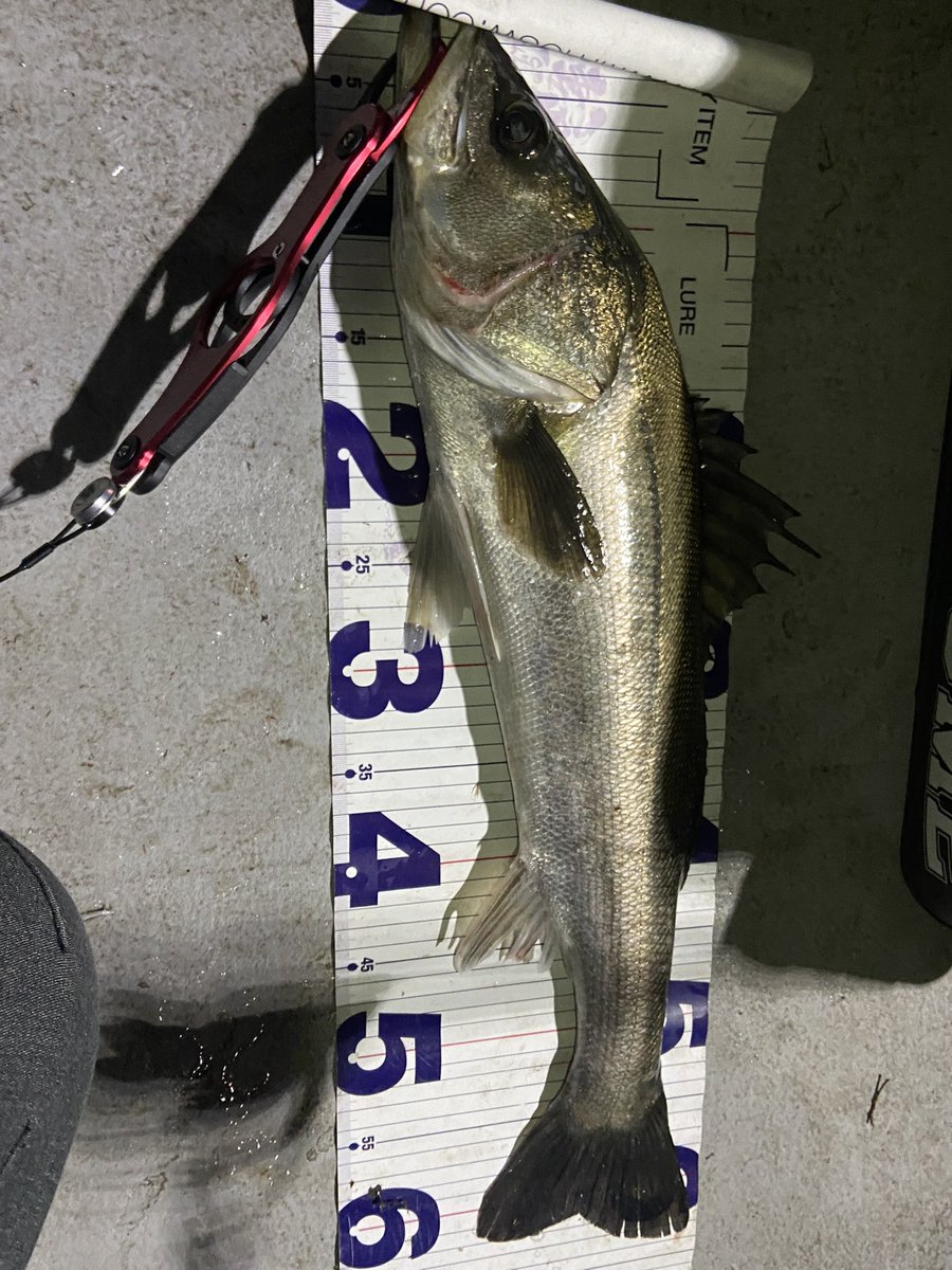 zero_D_seven8🐟🎣 tweet media