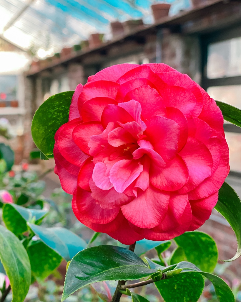 DiscoverLINY's tweet photo. Dreaming of warmer weather & blooming flowers at #PlantingFields ๐บ๐ค๏ธ
Who's as excited as we are for springtime?!
๐Oyster Bay
https://t.co/wL0bFk5MVr https://t.co/I1L3L9mznP