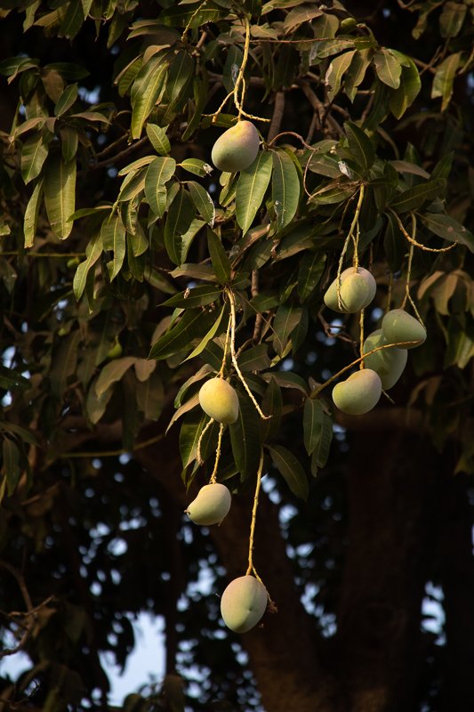 Hamdia_picture's tweet photo. “Mangues sur Manguier”

Un arbre que j'adore voir dans les environnementales.
.
.
.
#documebtaryphotography #environment #nature #arbre #tree #mandé #mangue #manguier #afriqueimagesnature #mali #cultuvateur #bruit #photographiecomtemporaine #artvisual #everydayproject. https://t.co/fQsuSqFgAr