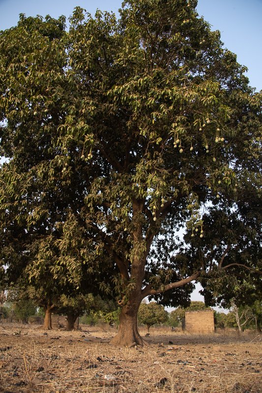 Hamdia_picture's tweet photo. “Mangues sur Manguier”

Un arbre que j'adore voir dans les environnementales.
.
.
.
#documebtaryphotography #environment #nature #arbre #tree #mandé #mangue #manguier #afriqueimagesnature #mali #cultuvateur #bruit #photographiecomtemporaine #artvisual #everydayproject. https://t.co/fQsuSqFgAr