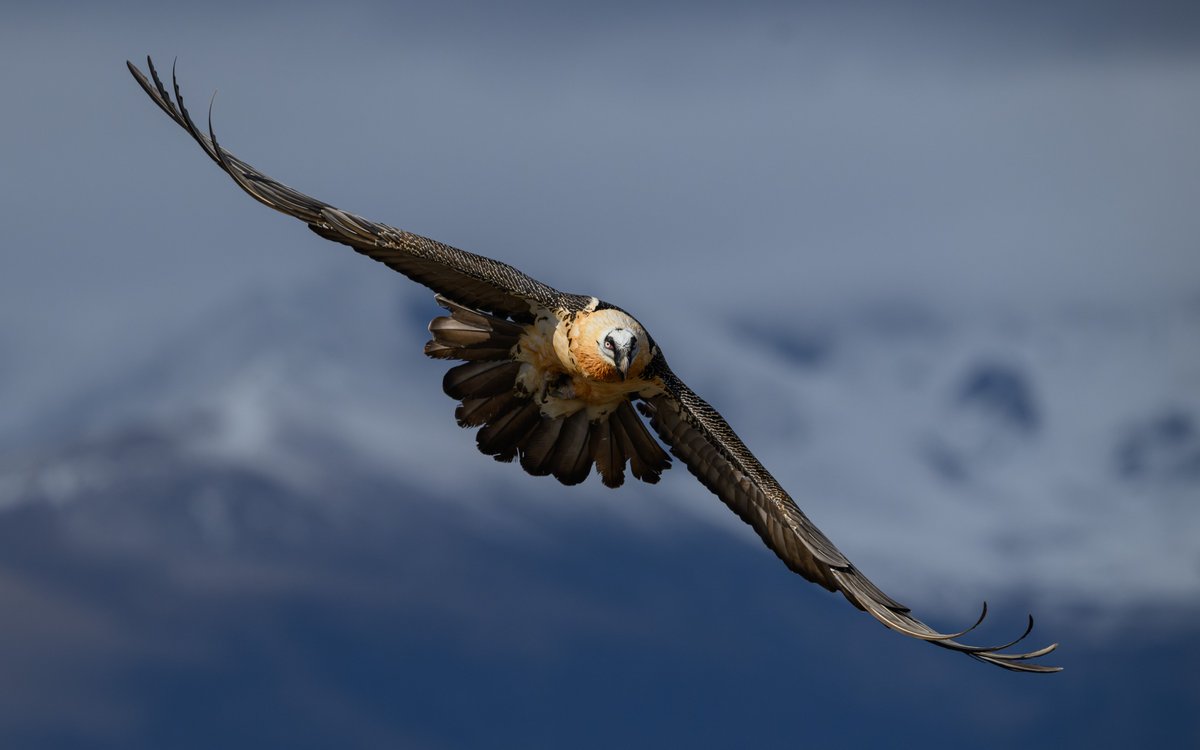 Aún en el invierno, el quebrantahuesos, naturalmente blanco en su pecho, busca los pozos de lodos minerales para vestirse de un color ocre que contrasta con la nieve. Gypaetus barbatus, Senterada, Pirineo Catalán.