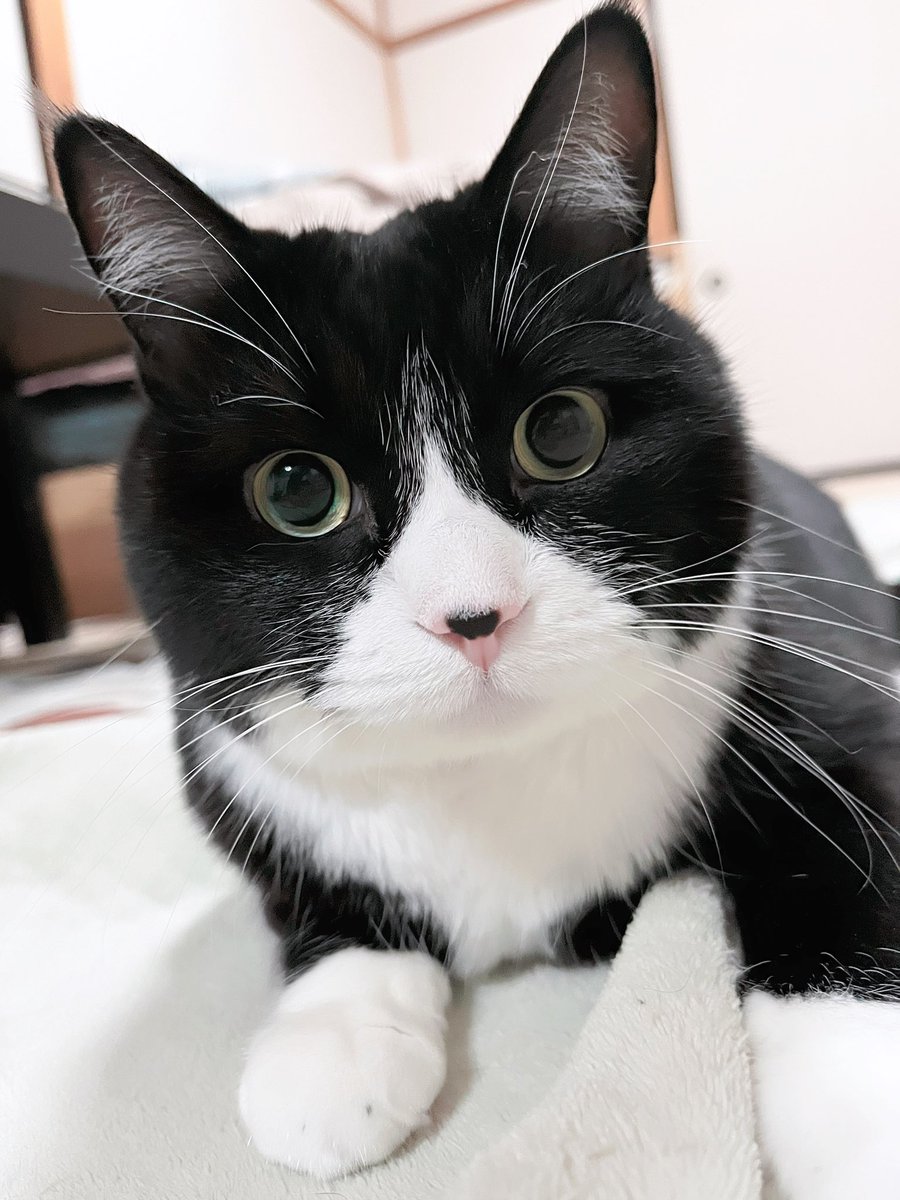 お久しぶりのおはにゃん😻💖