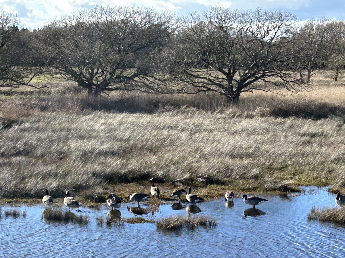 At last some blue sky, sunshine, reflections & shadows at #Lymington & @LymKeyRanger Saw my first ever yellowhammer although it was too shy to be photographed!