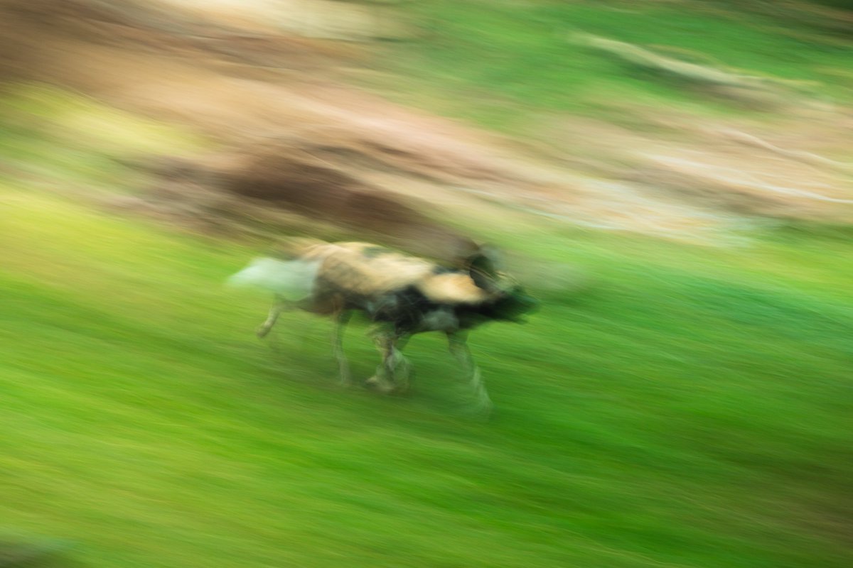 It’s the perfect weather for a little jog … or … sprint? Join us April 6 for our 25th annual Zoo Run, presented by Ideal!