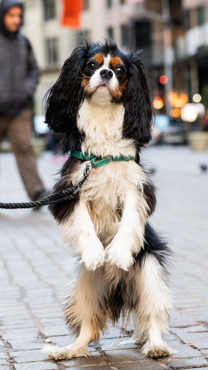 thedogist's tweet photo. Ziggy, Cavalier King Charles Spaniel (3 y/o), Broad &amp; Wall St., New York, NY • “We work with New York Therapy Animals. Someone asked me, what’s making you happy today? And I was like, Ziggy! Sometimes when he’s stubborn, I’m like whatever, he’s just such a great dog.” https://t.co/SXSWhgx0sh