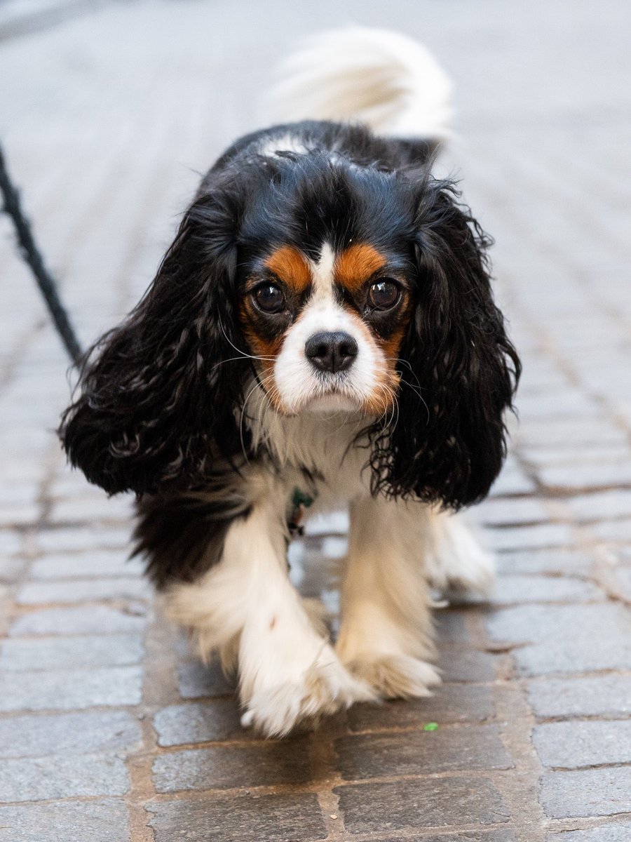 thedogist's tweet photo. Ziggy, Cavalier King Charles Spaniel (3 y/o), Broad &amp; Wall St., New York, NY • “We work with New York Therapy Animals. Someone asked me, what’s making you happy today? And I was like, Ziggy! Sometimes when he’s stubborn, I’m like whatever, he’s just such a great dog.” https://t.co/SXSWhgx0sh