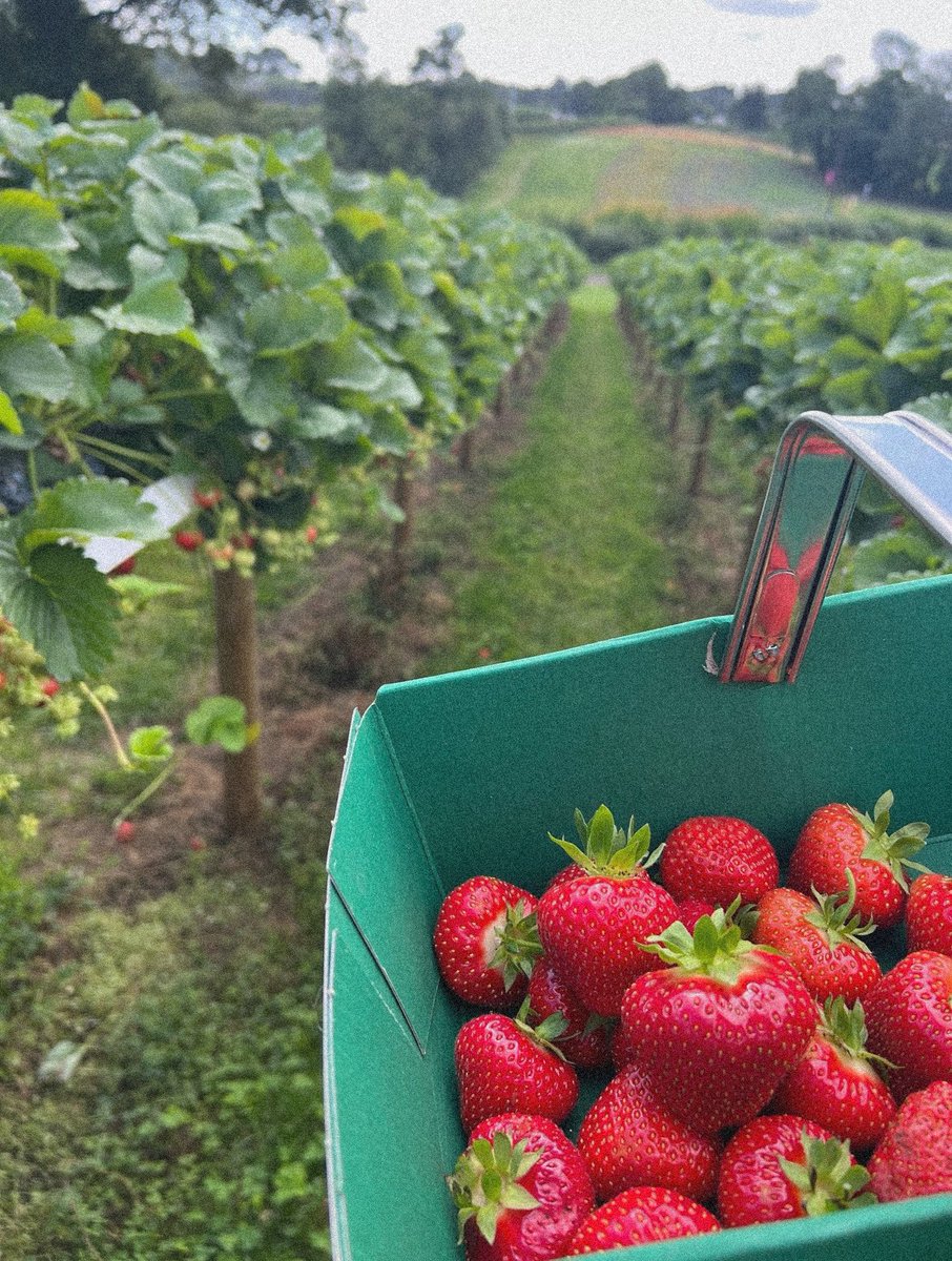 I can’t wait for organic strawberry picking again this summer 🥰 #organic #freshfoods #Wales
