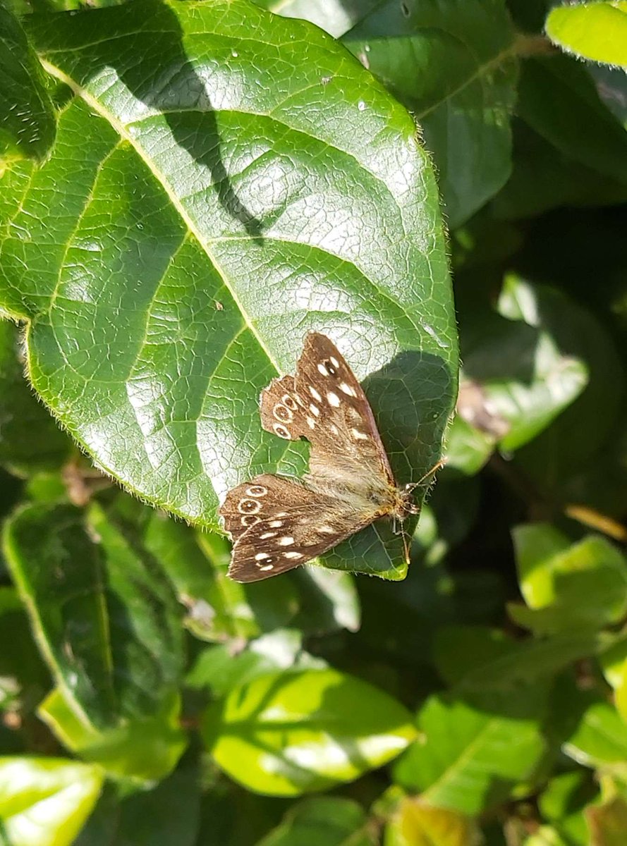 #SpeckledWoodSaturday #butterflyforeveryday
Admittedly a picture from last year. The wing looks strange but it took off just fine a few moments after this picture was taken!

Speckled wood is a species I saw a lot as a young child that I rarely see now.