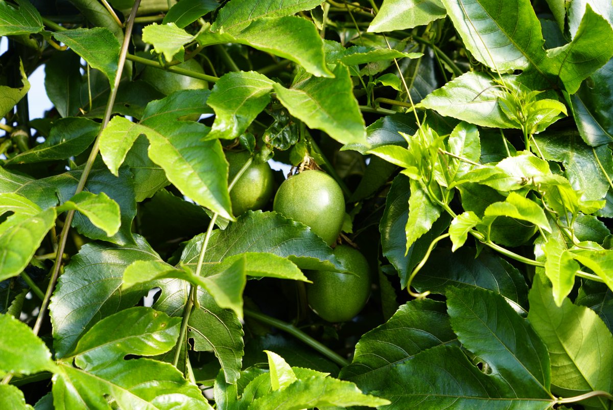 🟣#PassionFruitNotes: Pruning is not only about aesthetic but it improves fruit production and quality. Glimpse from #research trials on growing #PassionFruit in central Florida by UF Fruit Crops lab @SouthernSARE <a href="/ufhorticulture/">UF IFAS Horticultural Sciences Department</a> <a href="/UF_IFAS/">UF/IFAS</a>