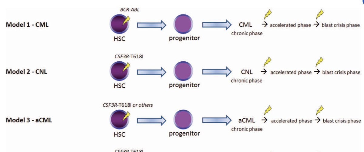 Malignant Neutrophilia!
Last ed post of my 30's.

Netrophilia+BCR-ABL p210 = CML

Massive neutrophilia+BCR-ABL p230 = CML
Not chronic neutrophilic leukemia (CNL) 

CNL
CSF3R mutation
Minimal dysplasia

Atypical CML
BCR-ABL negative!
ASXL1, NRAS, SETBP1, SRSF2, TET2
Dysplasia!