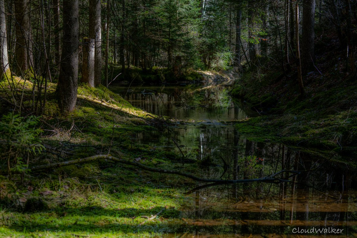 walkercloud13's tweet photo. Good evening everyone 🤗 have a peaceful evening 💚 Hinterstoder forest 💚 #landscape #naturephotography #forest #green #Hinterstoder #Wurzeralm #Oberösterreich #Austria #SonyAlpha ✅ https://t.co/EZNqGND00C