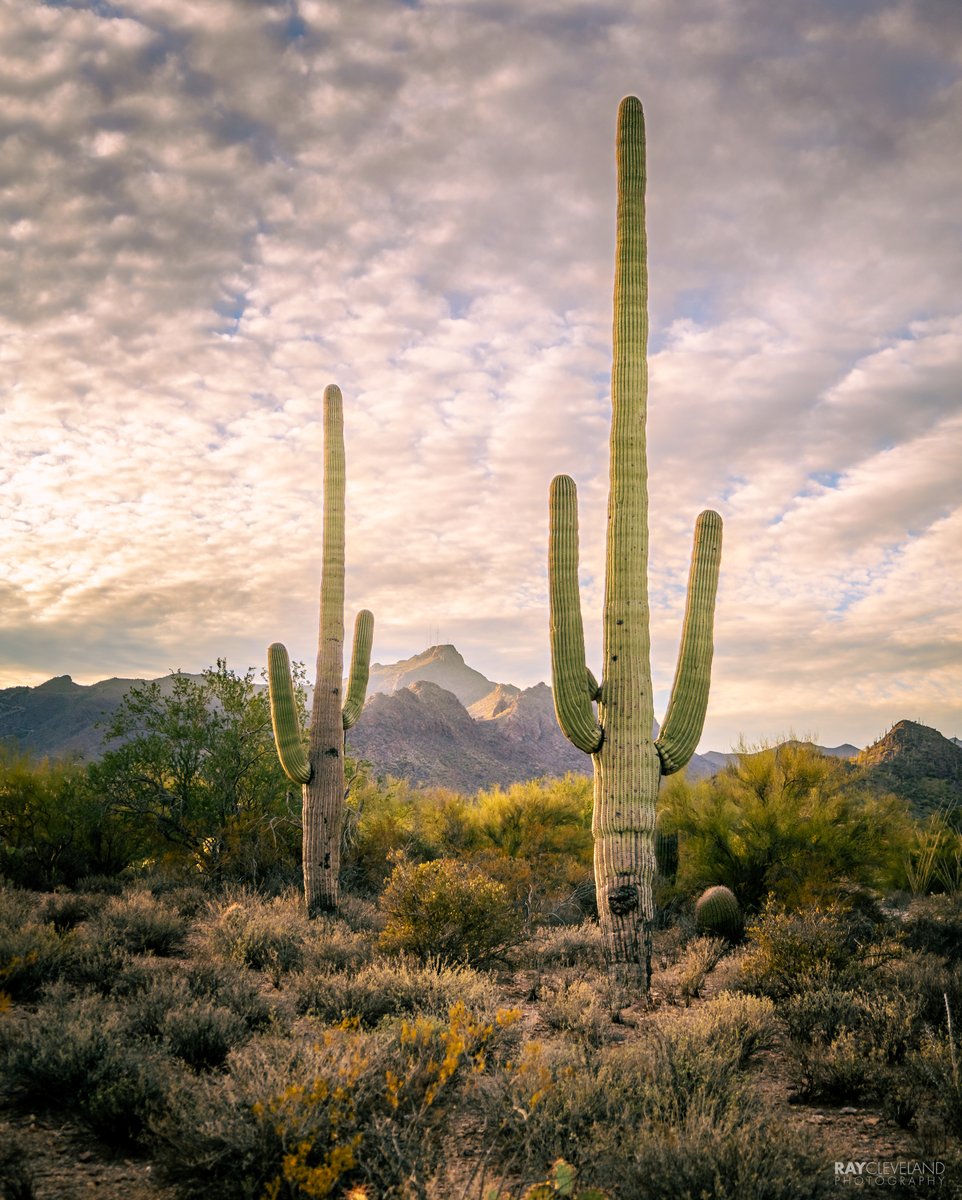 Amazing desert view on the west side of Tucson

#saguaro #sonorandesert #visittucson #teamcanon #arizona #tucson