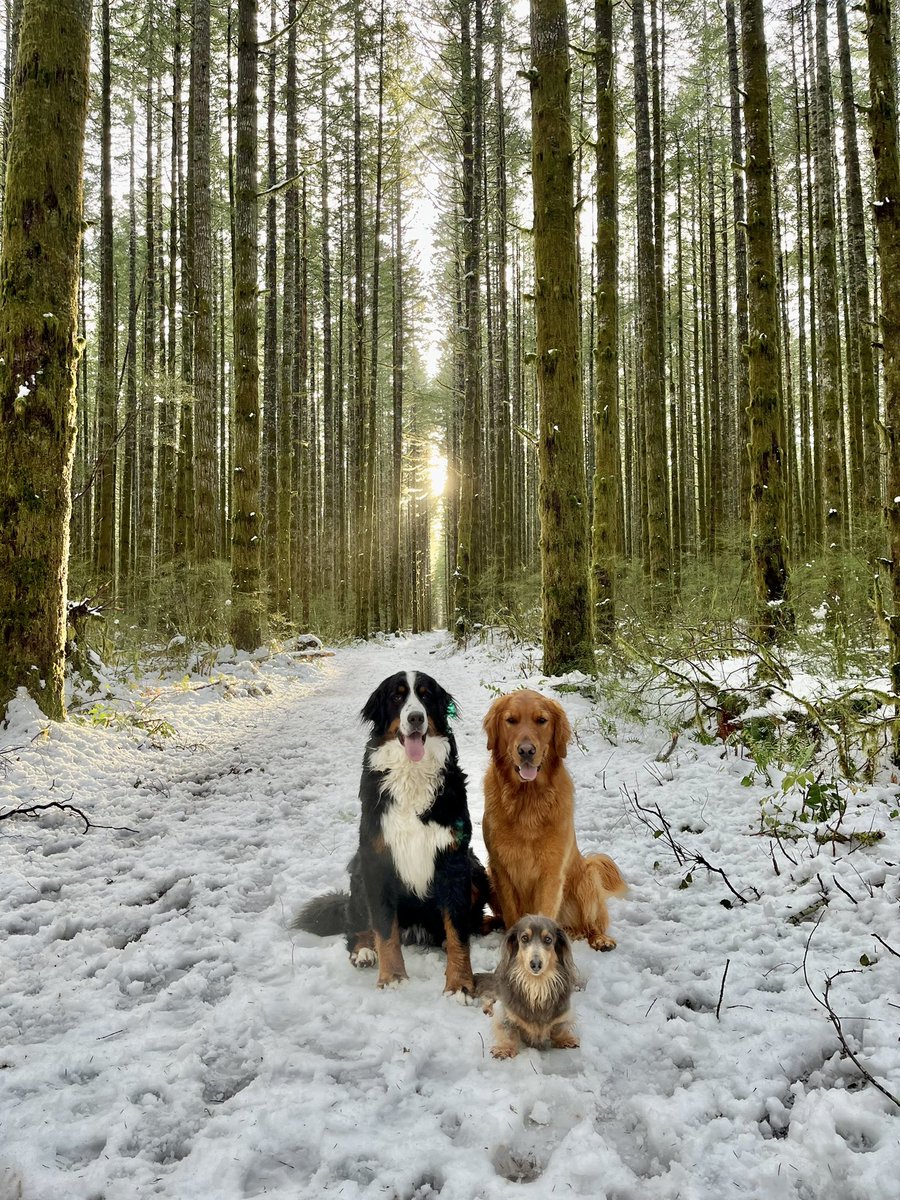 Three angels in the forest. 😇🤣🐻