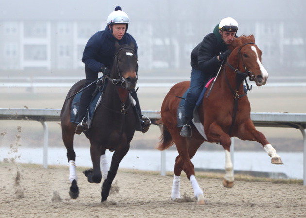 LaurienBerenson's tweet image. We're delighted with how our filly, Scribble, is progressing with @EWest592. Early lessons from @Dermo99.  #teamwest #horseracing