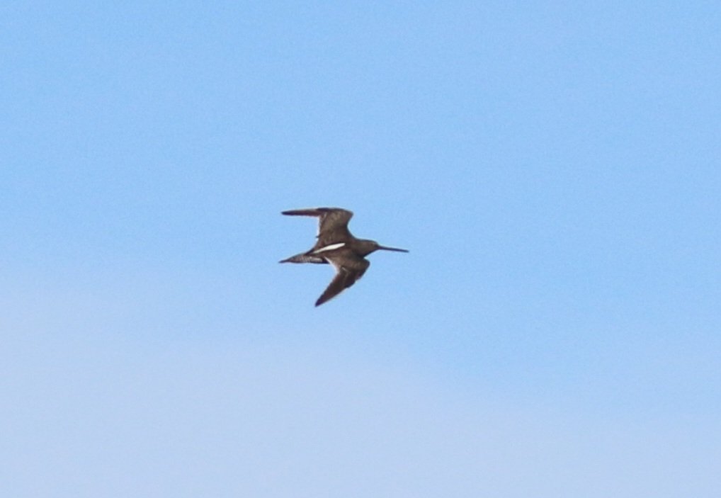 Long-billed Dowitcher from Tacumshin this morning. Wexford.