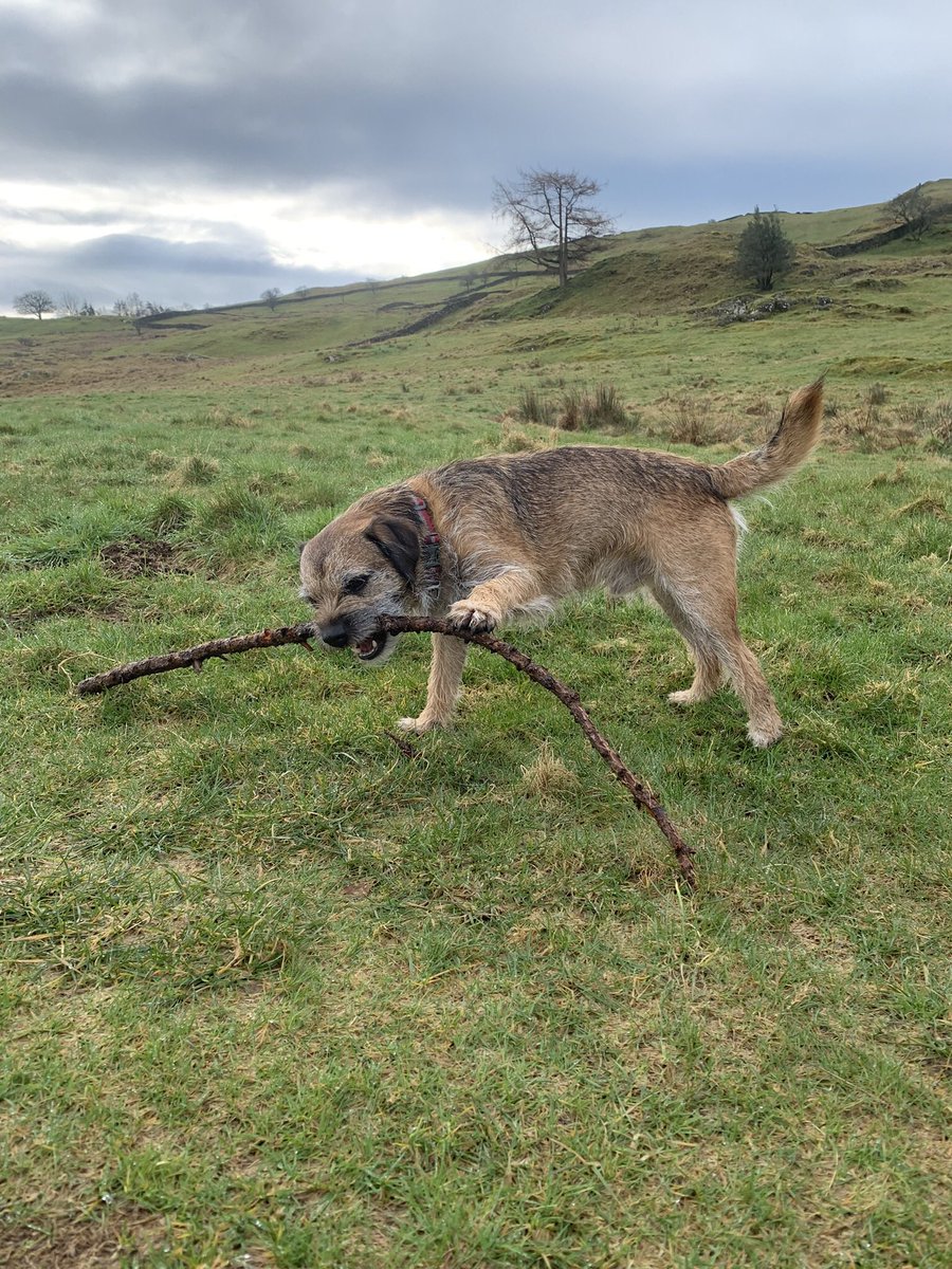 Today’s stick - carried for my whole walk 😉 #BTPosse #borderterrier