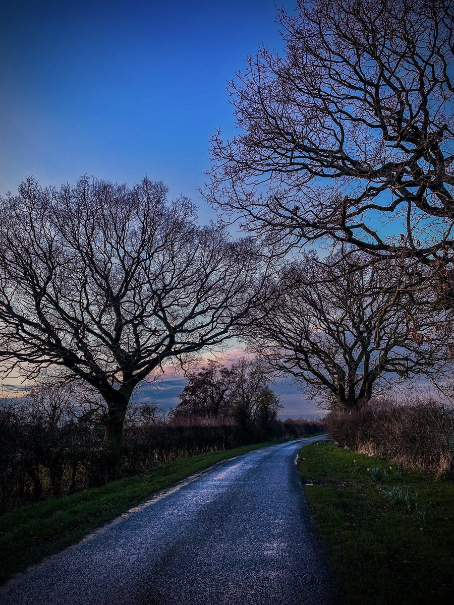 Evening glow of oak trees #treeClub #trees #countryLane #Yorkshire #sunset