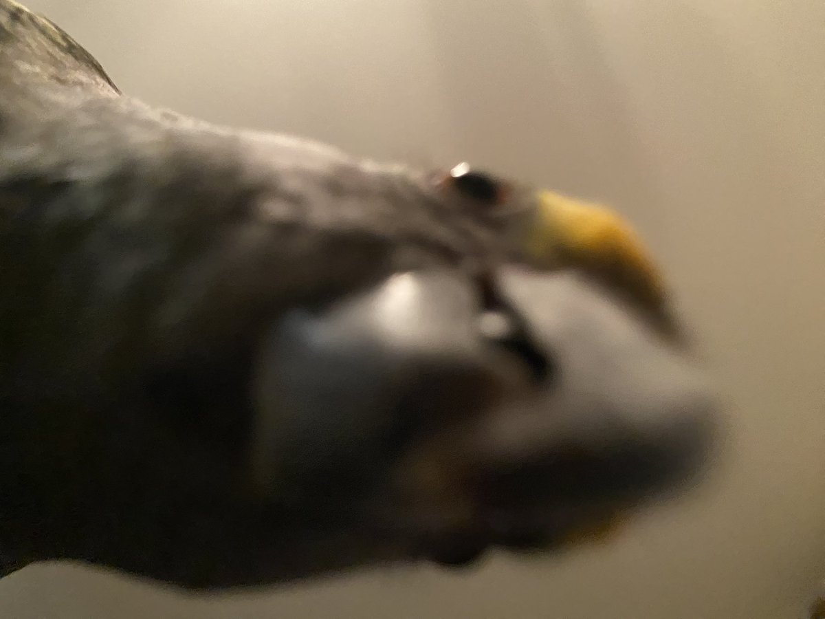 I want to start posting stuff here so have bird 👍