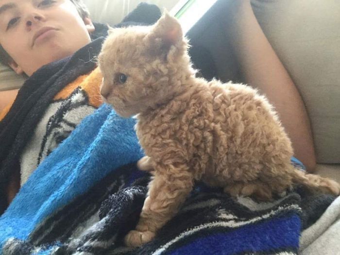 I've never seen a cat with curls until now