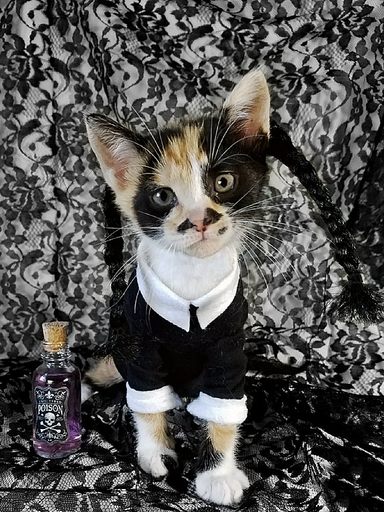 Havilah_V's tweet photo. #Caturday:
#Movie #Movies #Film #Films #MovieNight #MovieLover #MovieStar #Hollwood #Actor #Actress #ILoveMovies #Cat #Cats #CatsInCostumes #Kitten #CalicoCat #CalicoKitten #TheAddamsFamily #WednesdayAddams #SupernaturalBlackComedyFilm #FilmFranchise - Photo by timeywimeyjedi https://t.co/tX4WDmf1xg